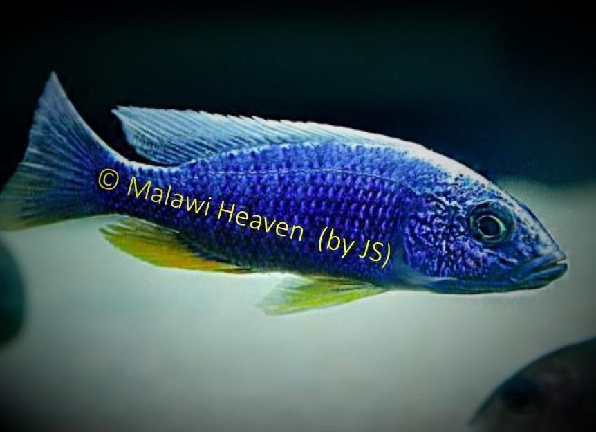 Sciaenochromis fryeri Iceberg malawi cichliden, Dieren en Toebehoren, Vis, Zoetwatervis, Schoolvis