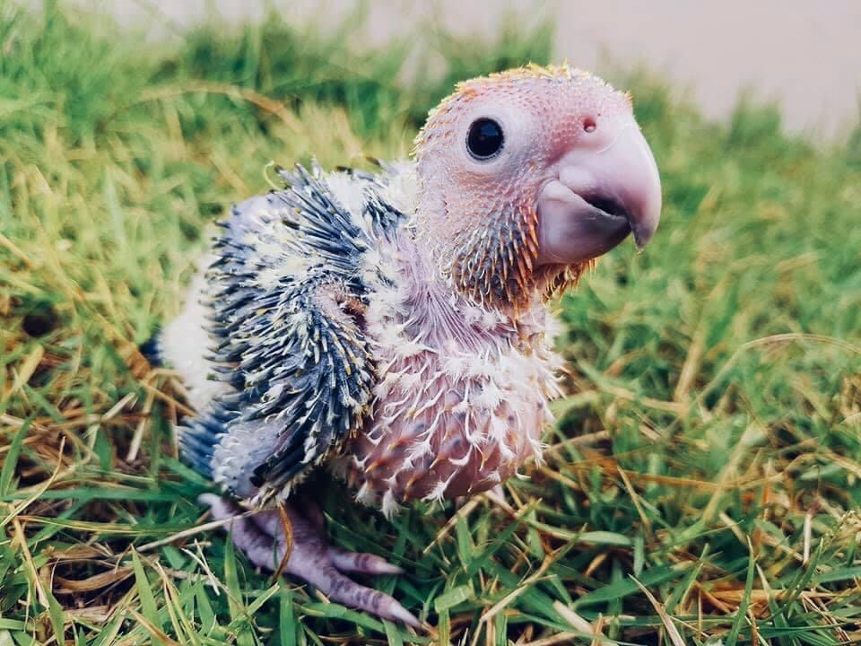 Handtamme roestkop caique, Dieren en Toebehoren, Vogels | Parkieten en Papegaaien, Geslacht onbekend, Papegaai, Geringd