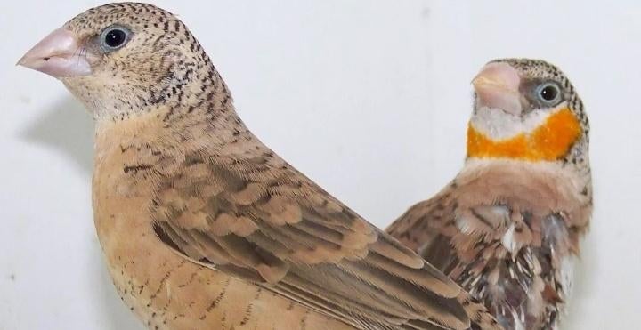Te koop : Bandvink rood en oranje 2025 - 40 euro per koppel, Dieren en Toebehoren, Vogels | Overige Vogels