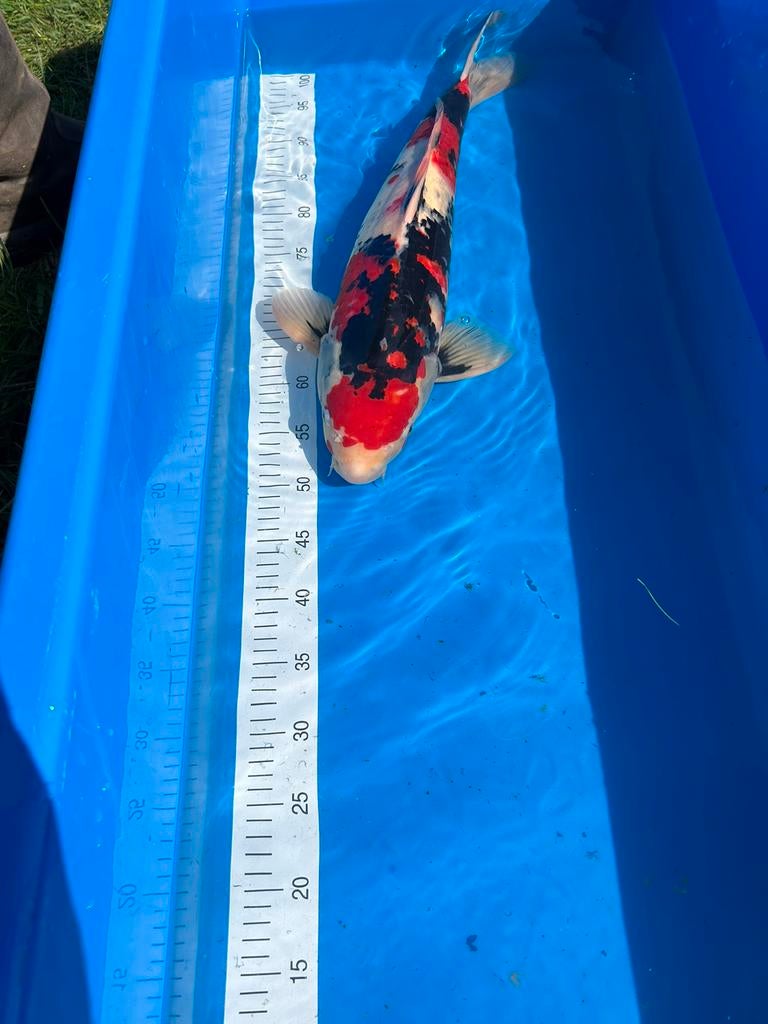 Prachtige sanke, Dieren en Toebehoren, Vissen | Vijvervissen