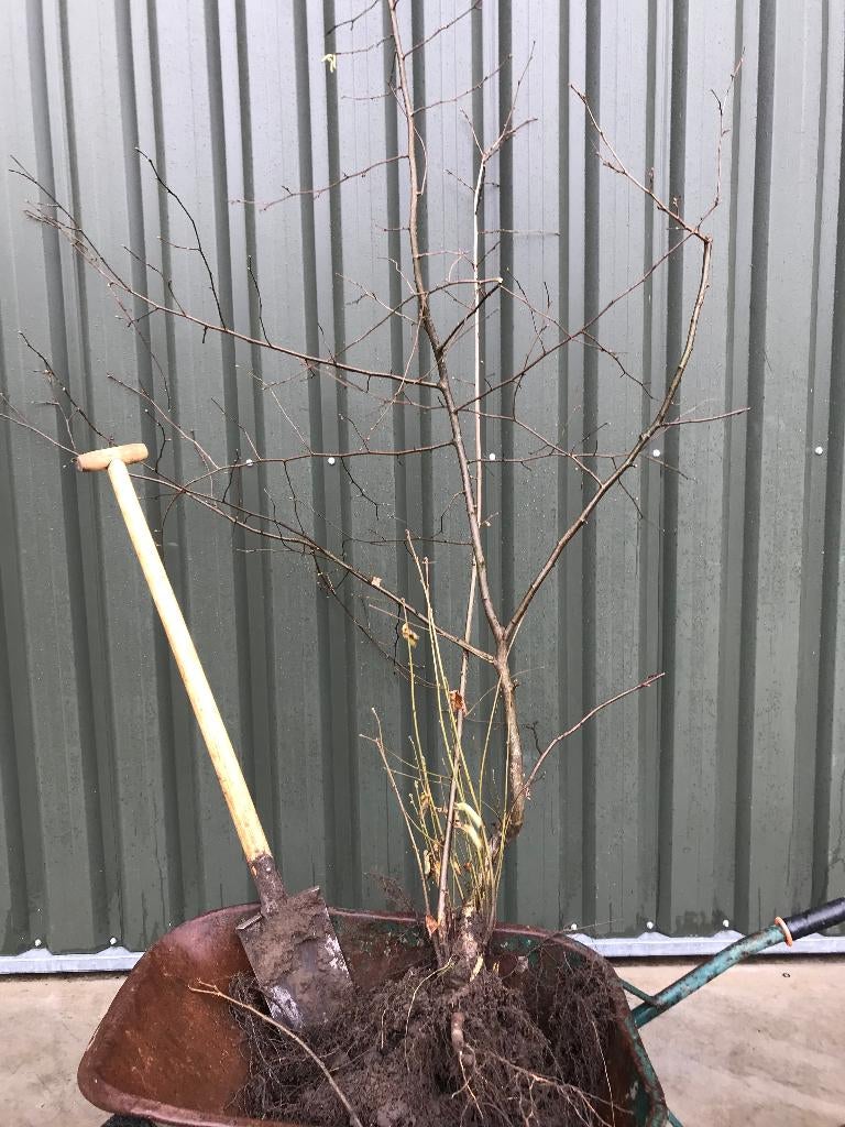 hazelaars, Tuin en Terras, Ophalen