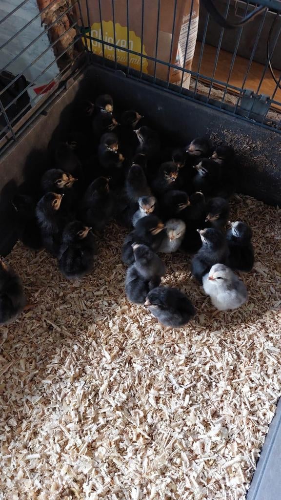 Kuikens Brabants hoen goudkwartel ., Dieren en Toebehoren