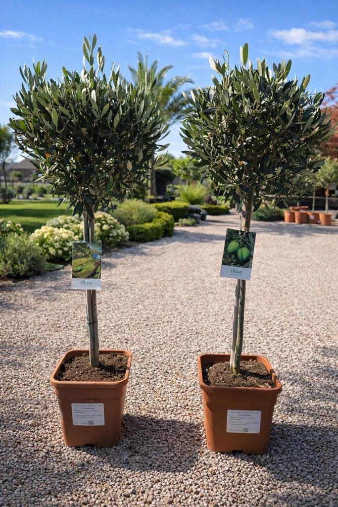 Olijfboom Olea Europaea, Tuin en Terras, Planten | Bomen, Ophalen, Olijfboom