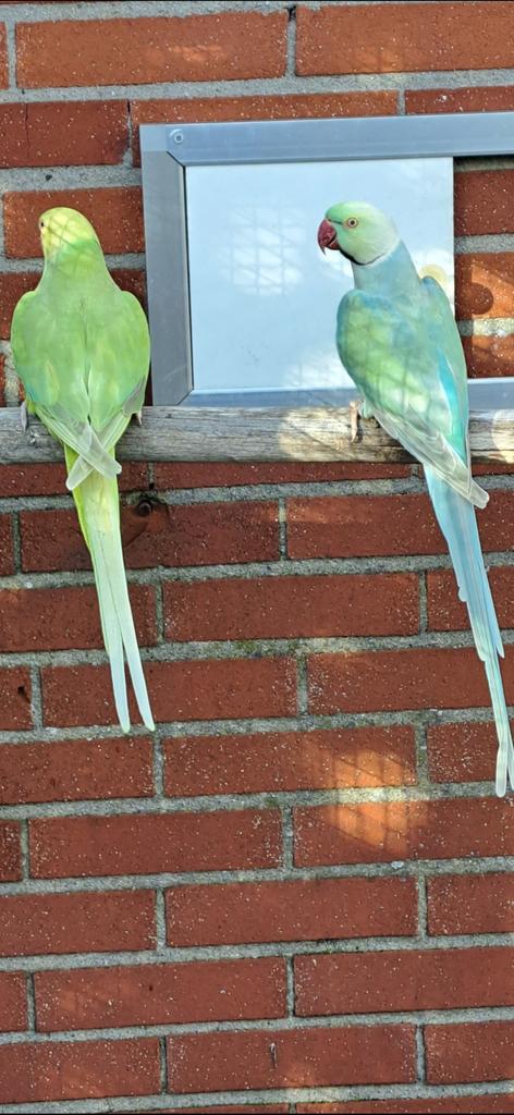 Perruches à collier, Plusieurs animaux, Perruche, Bagué