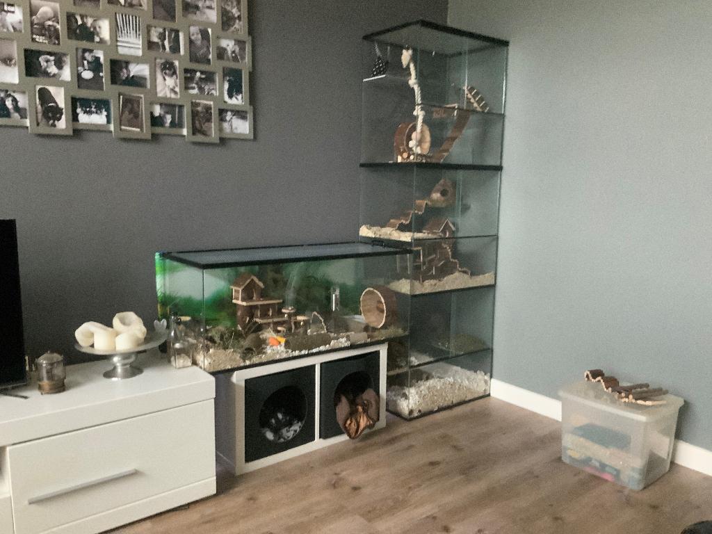 Degoekooi of stekelmuizen terrarium kopen, Dieren en Toebehoren, Ophalen of Verzenden, 90 cm of meer, Muis, Hok
