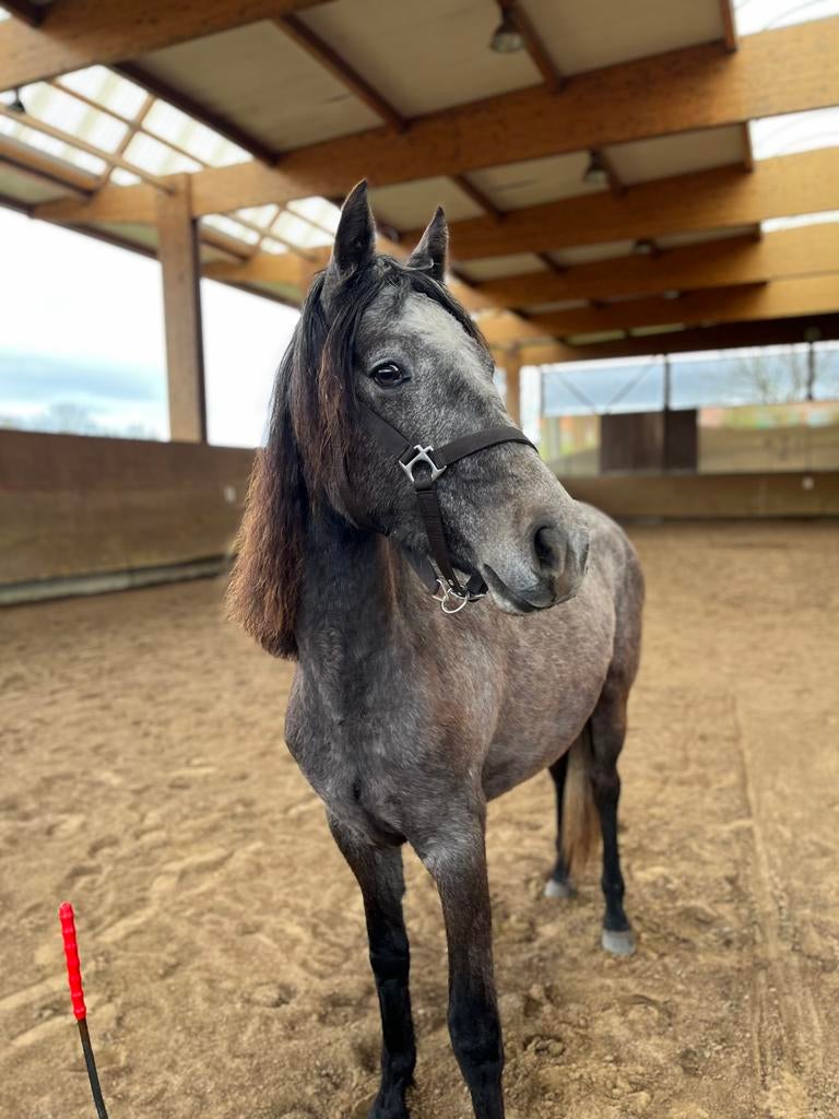 2jarige connemara, Animaux & Accessoires, Poneys, Jument, Ne s'applique pas, Poney D (1.37 m à 1.48m), 0 à 2 ans, Avec pedigree