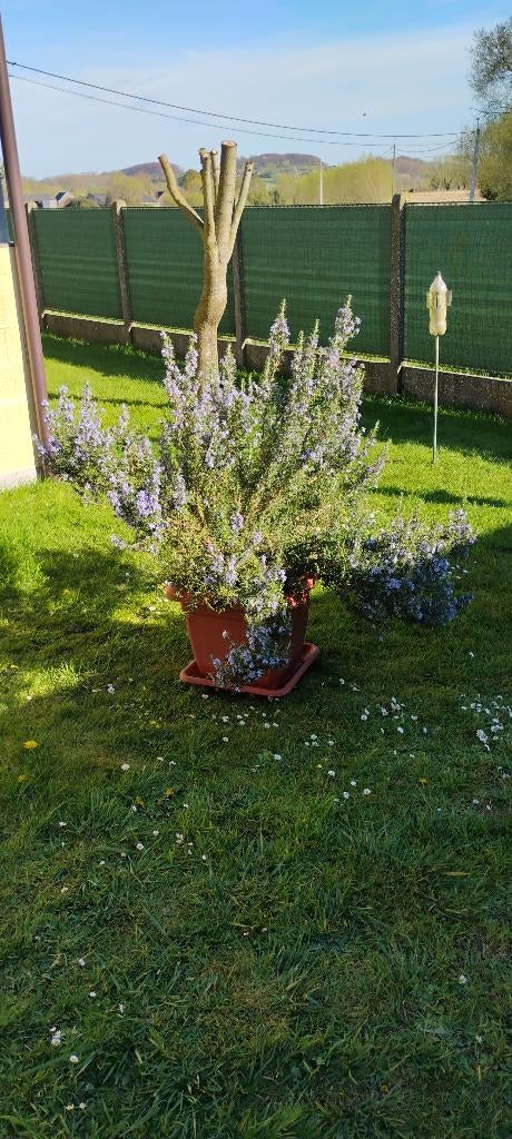 GRATIS ROZEMARIJNSTRUIK, Tuin en Terras, Planten | Tuinplanten, Ophalen, Vaste plant, Kruiden