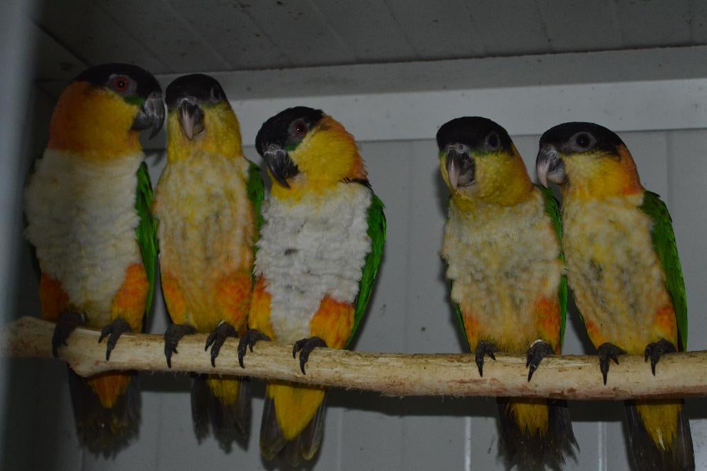 1-2 Zwartkopcaiques/papegaaien en een..., Dieren en Toebehoren, Vogels | Parkieten en Papegaaien, Papegaai, Meerdere dieren, Geringd