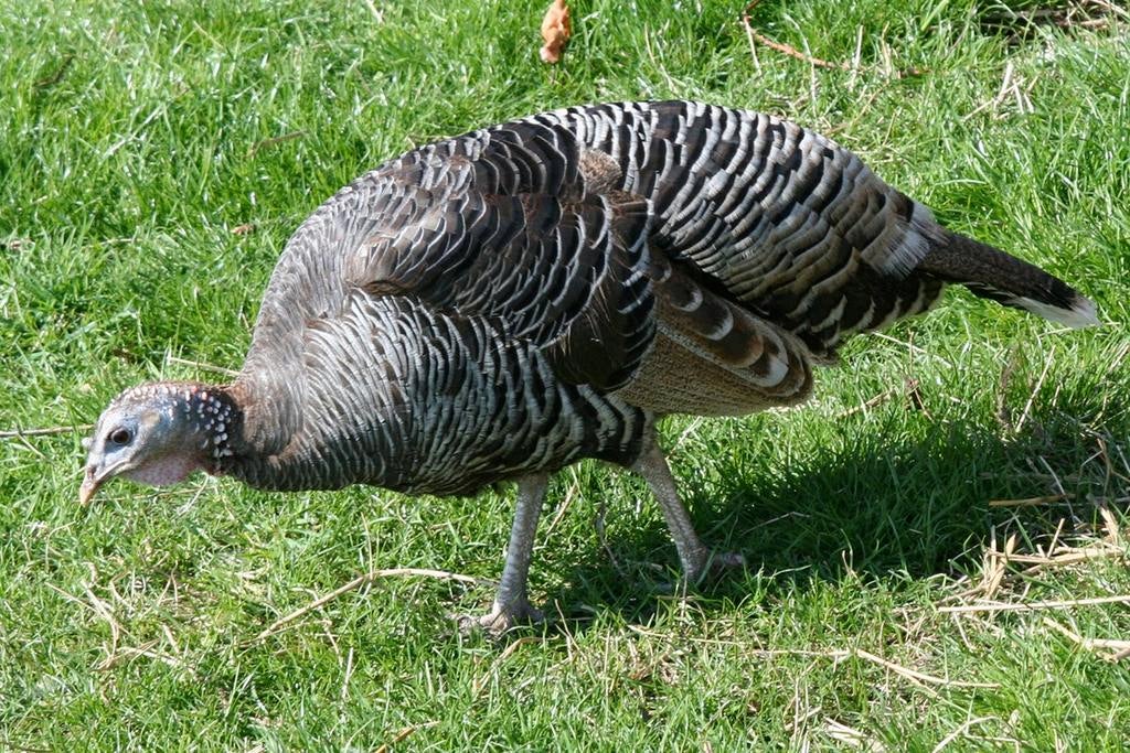 Gezocht ronquiere kalkoen hennen, Dieren en Toebehoren, Pluimvee, Kalkoen