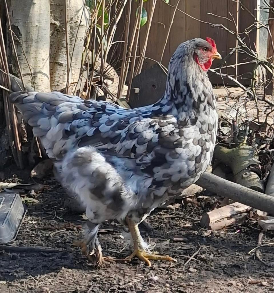 Legkip kruising splash brahma x andalusier hen legt al, Dieren en Toebehoren, Kip