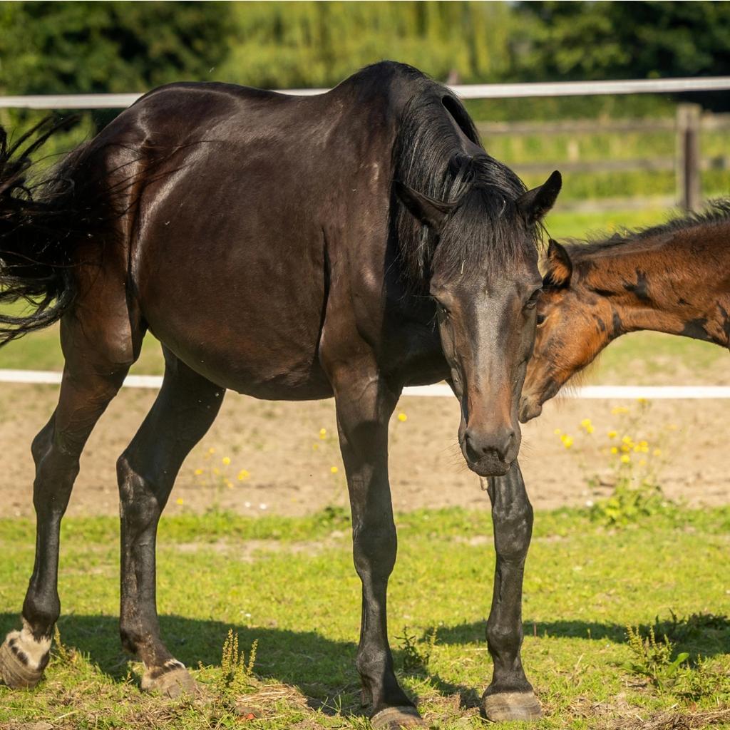 Dressuur fokmerrie, Dieren en Toebehoren, Paarden, Merrie, Onbeleerd, 160 tot 165 cm, 11 jaar of ouder, Dressuurpaard, Met stamboom