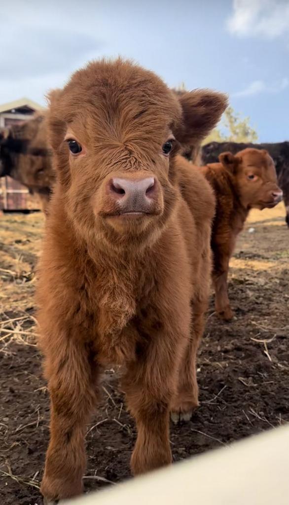 Gezocht: mini Schotse hooglander, Dieren en Toebehoren