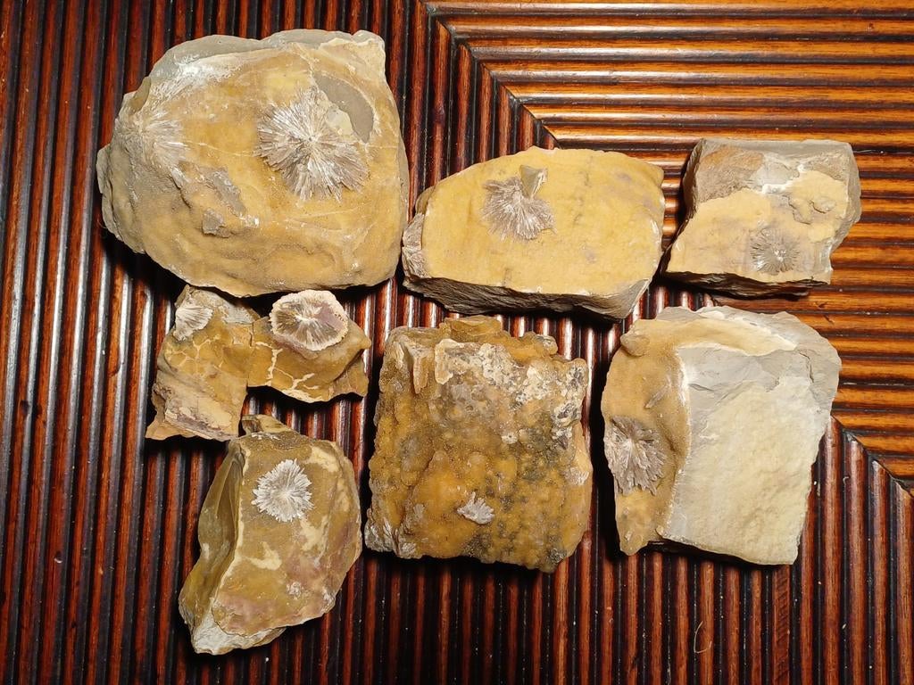 Lot de septaires + rose baryté, Collections, Enlèvement ou Envoi, Minéral