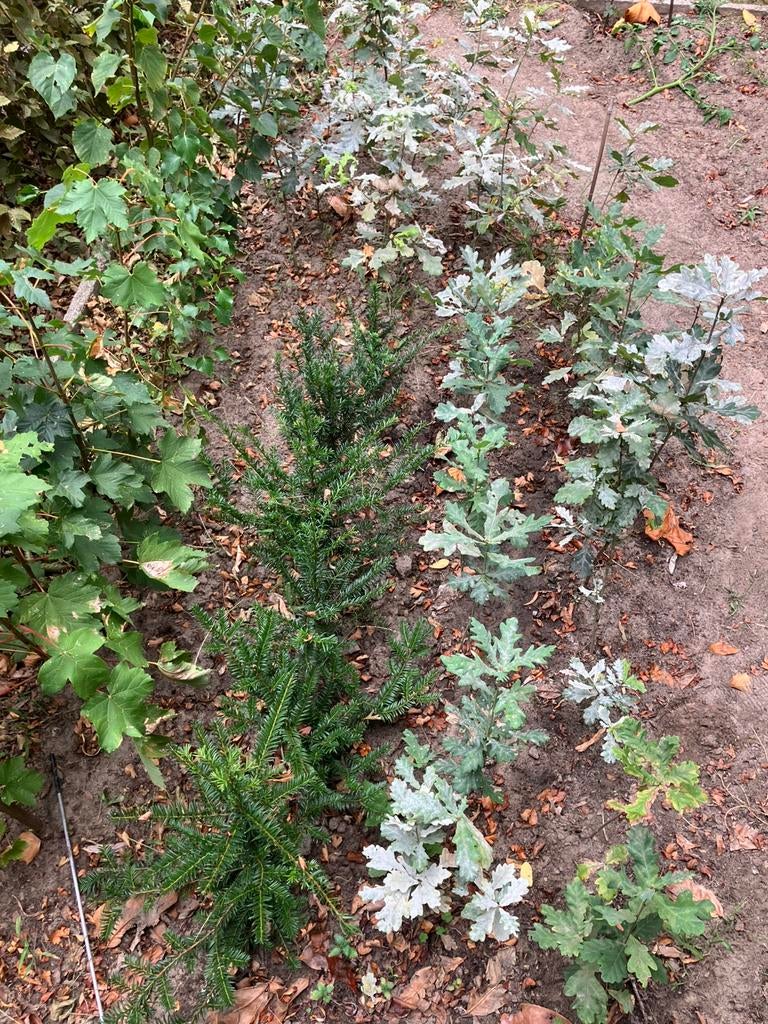 Bomen plantgoed, Ophalen, In pot