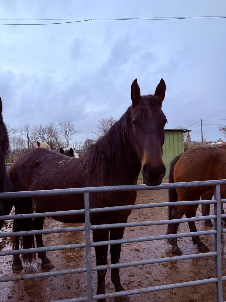 4jarige spaanse merrie te koop, Dieren en Toebehoren, Merrie, 3 tot 6 jaar, 160 tot 165 cm, Onbeleerd