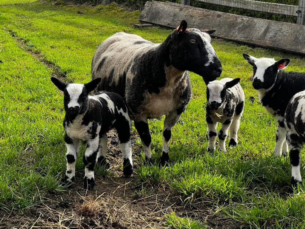 Zware baggerbonte ooi met 2 lammeren, Dieren en Toebehoren, Schapen, Geiten en Varkens, Meerdere dieren, Schaap
