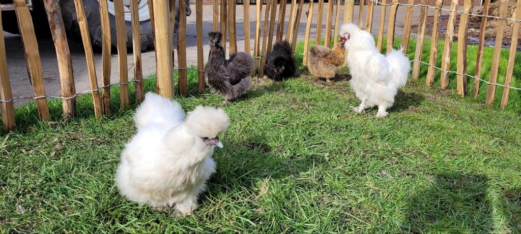 Broedeieren usa zijdehoen, Dieren en Toebehoren, Pluimvee