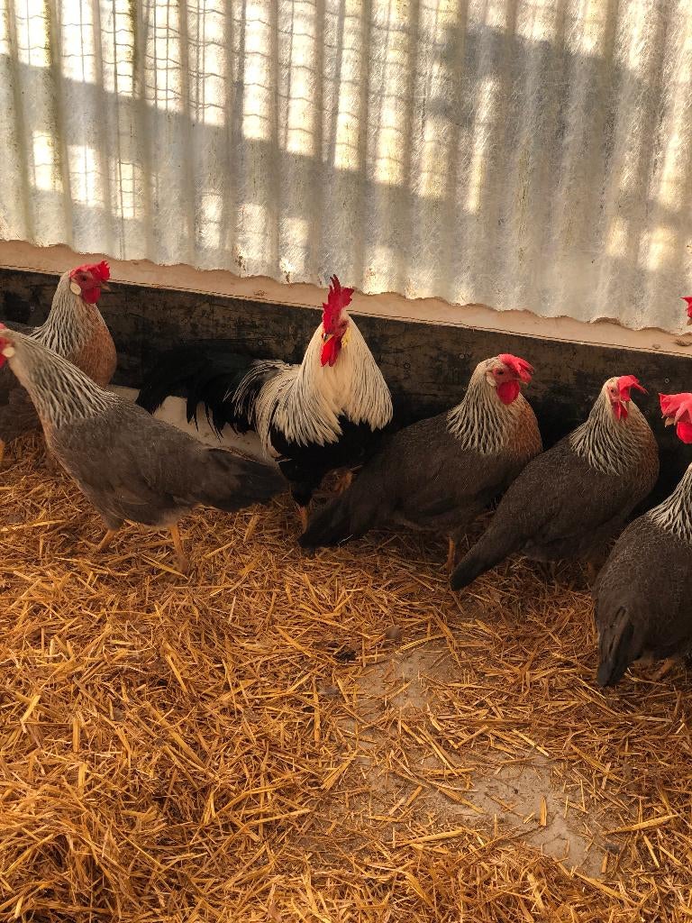 Œufs à éclore de Livourne : poulets, perdrix argentée, Animaux & Accessoires, Sexe inconnu, Poule ou poulet