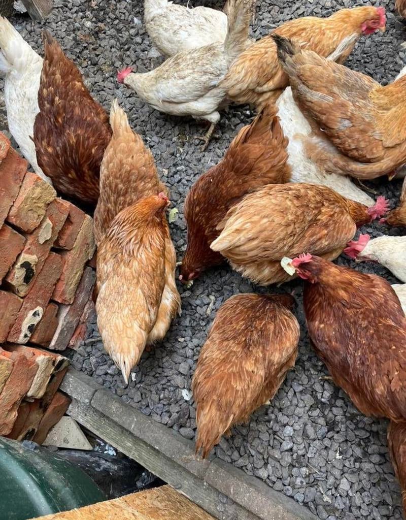 Poules pondeuses, Animaux & Accessoires, Femelle, Poule ou poulet