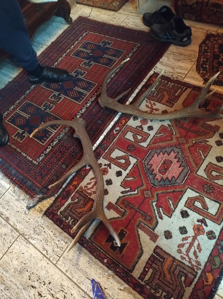 Horns Hert Van 1 Voledig 1 EnKel Samen 75 Euro ., Enlèvement