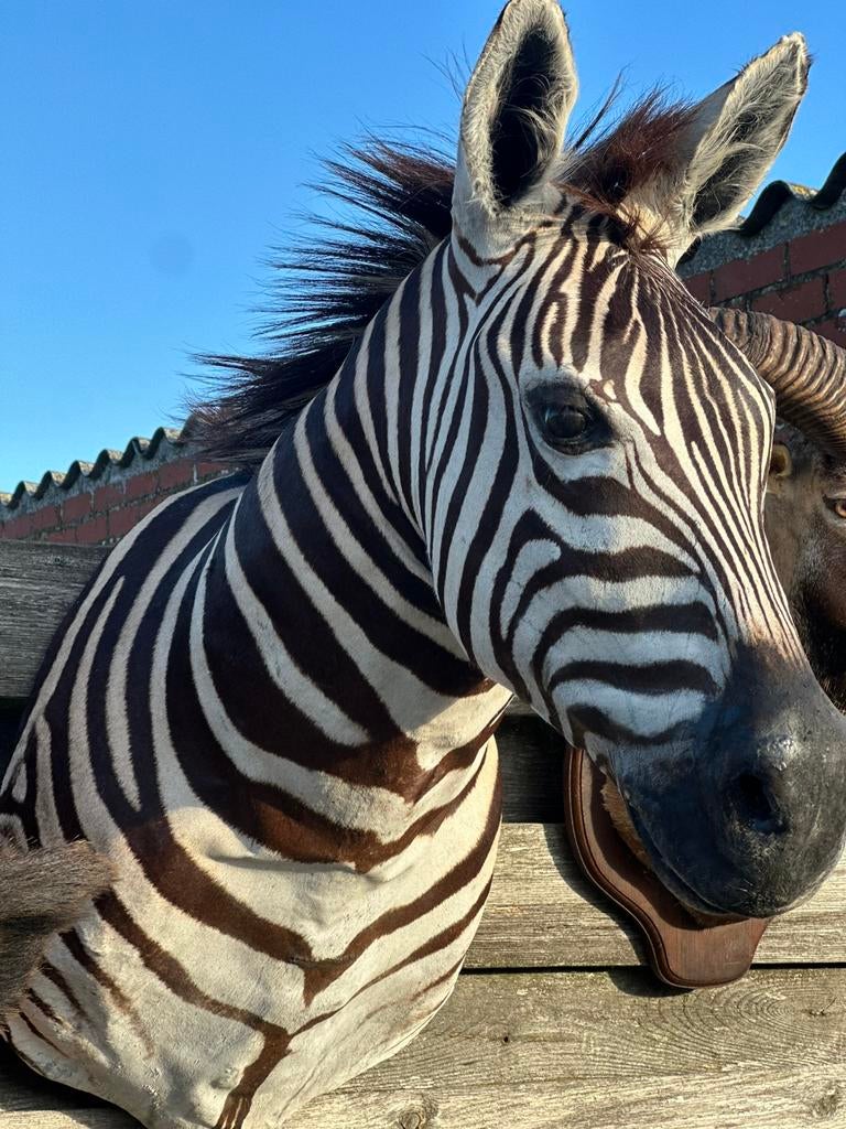 Zebra kop te koop, Ophalen