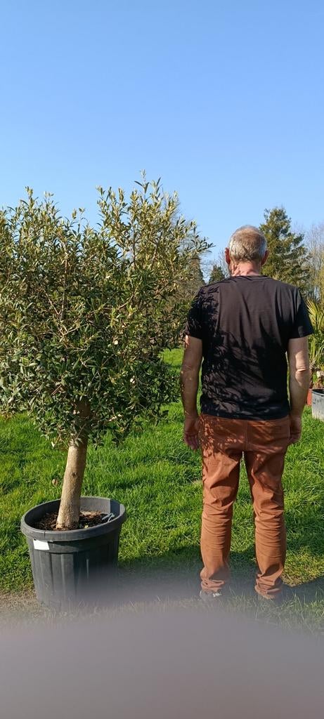 Olijfboom totale hoogte 1,70 m., Tuin en Terras, Planten | Fruitbomen, Ophalen of Verzenden