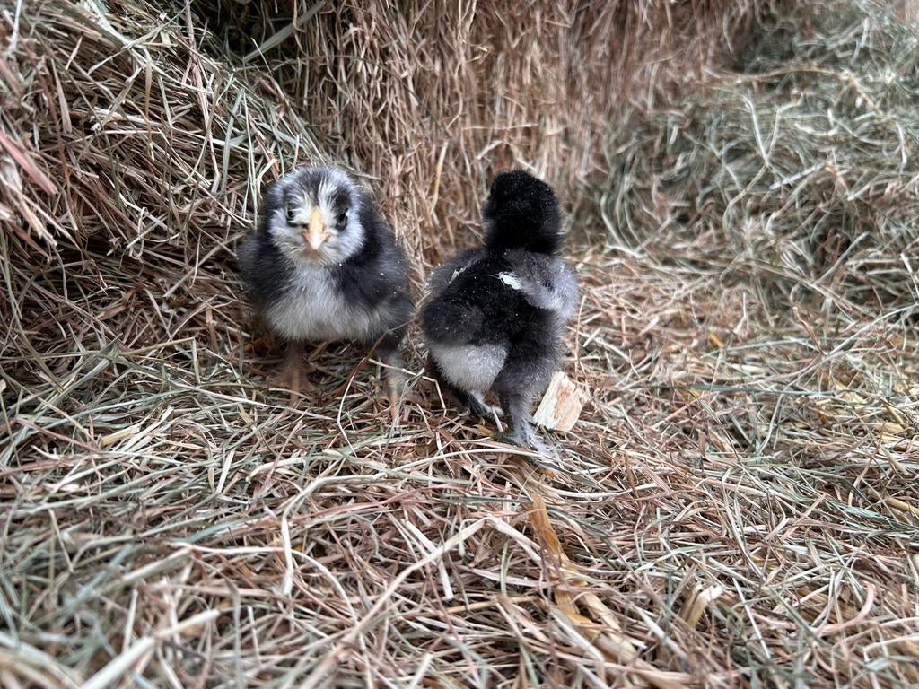 Zijdehoender kuikens, Dieren en Toebehoren, Geslacht onbekend, Kip