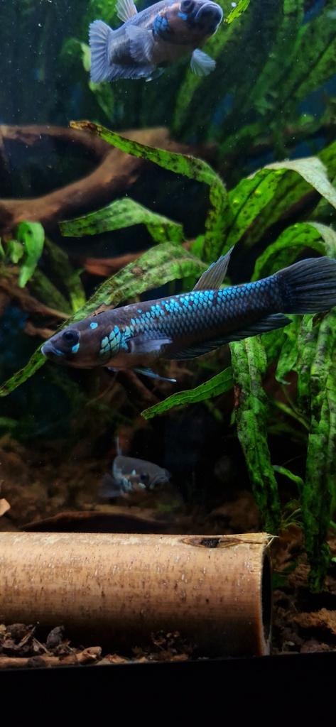 wilde betta ocellata, Dieren en Toebehoren, Vissen | Aquariumvissen, Vis, Zoetwatervis