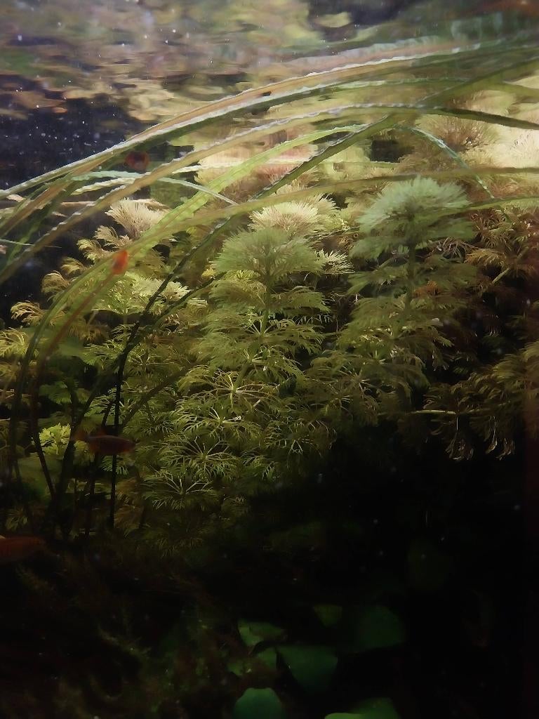 limnophila stekken, Enlèvement, Neuf, Plante(s), Pierre ou Bois