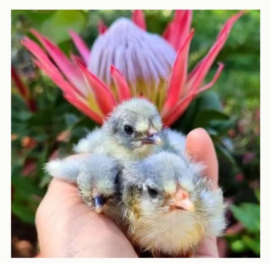 Kuikentjes, Dieren en Toebehoren, Pluimvee