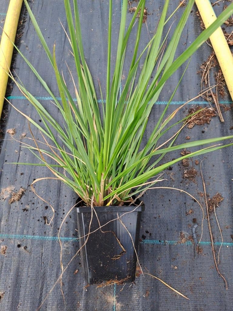 Pennisetum Hameln, Ophalen