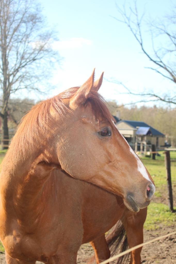 Braaf en leuk paard, ruin, bijna 8 jaar, Dieren en Toebehoren, Paarden, Ruin, 7 tot 10 jaar, Met stamboom, B