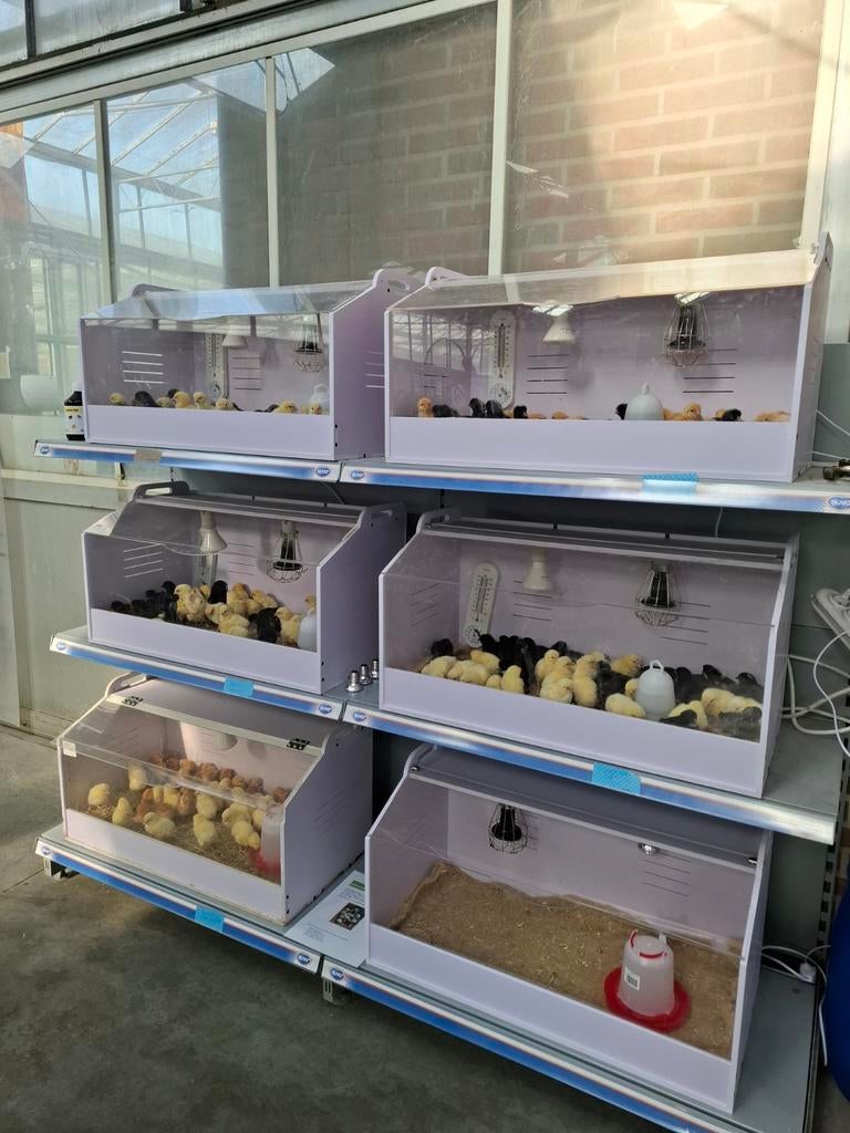 Kuikens kuikentjes paaskuikens paasweekend, Vrouwelijk, Kip