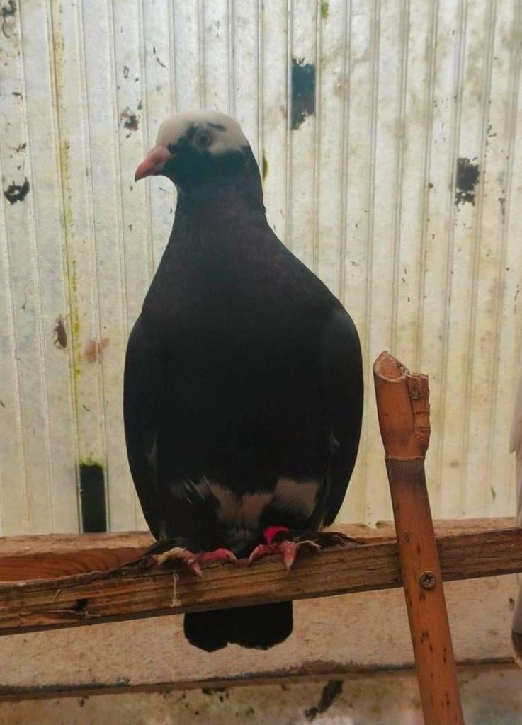 Mooie koppel kwijkrijp hoog vlieger