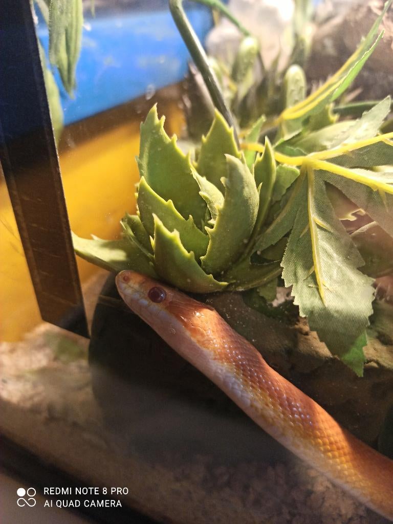 Korenslang + Terrarium enkel afhalen, Animaux & Accessoires, Reptiles & Amphibiens, Serpent, 7 à 10 ans, Avec terrarium