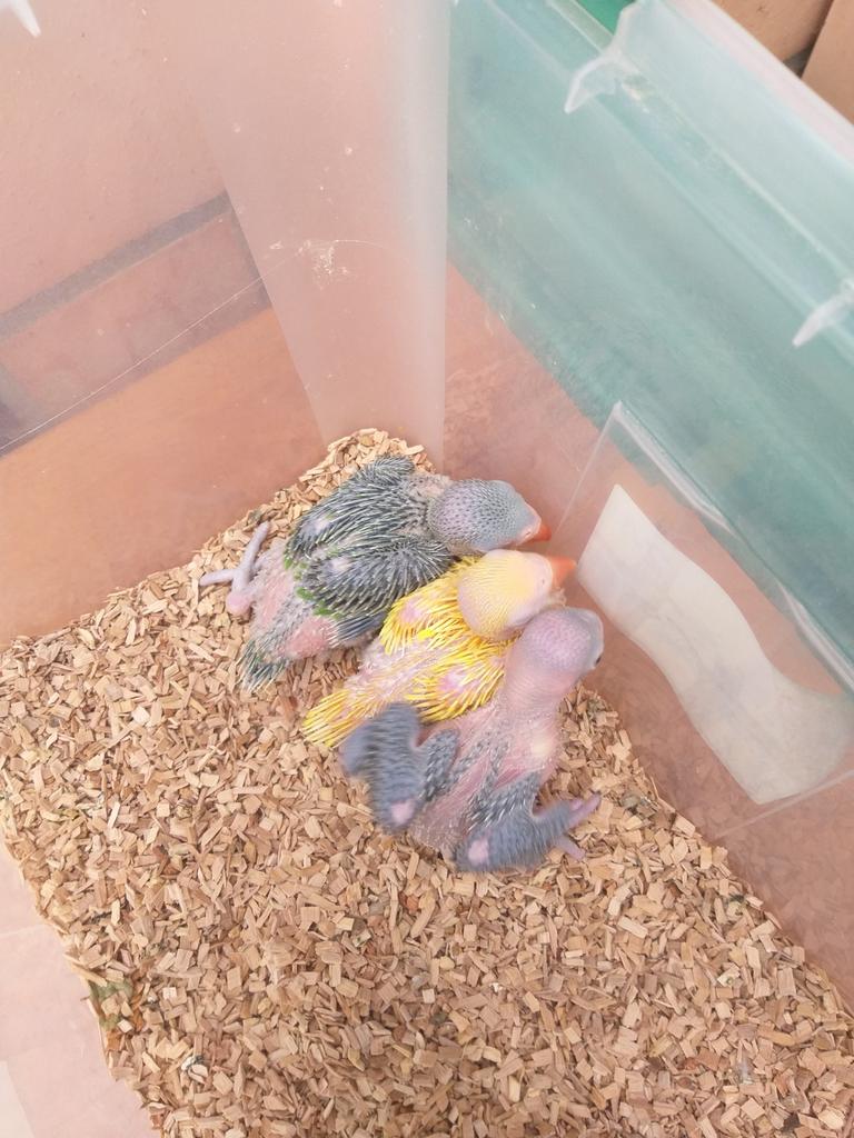 Halsbandjes  voor handopfok