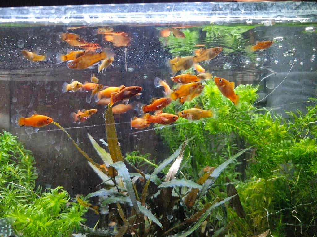 Récupère poisson, plantes, aquarium et accessoires, Animaux & Accessoires