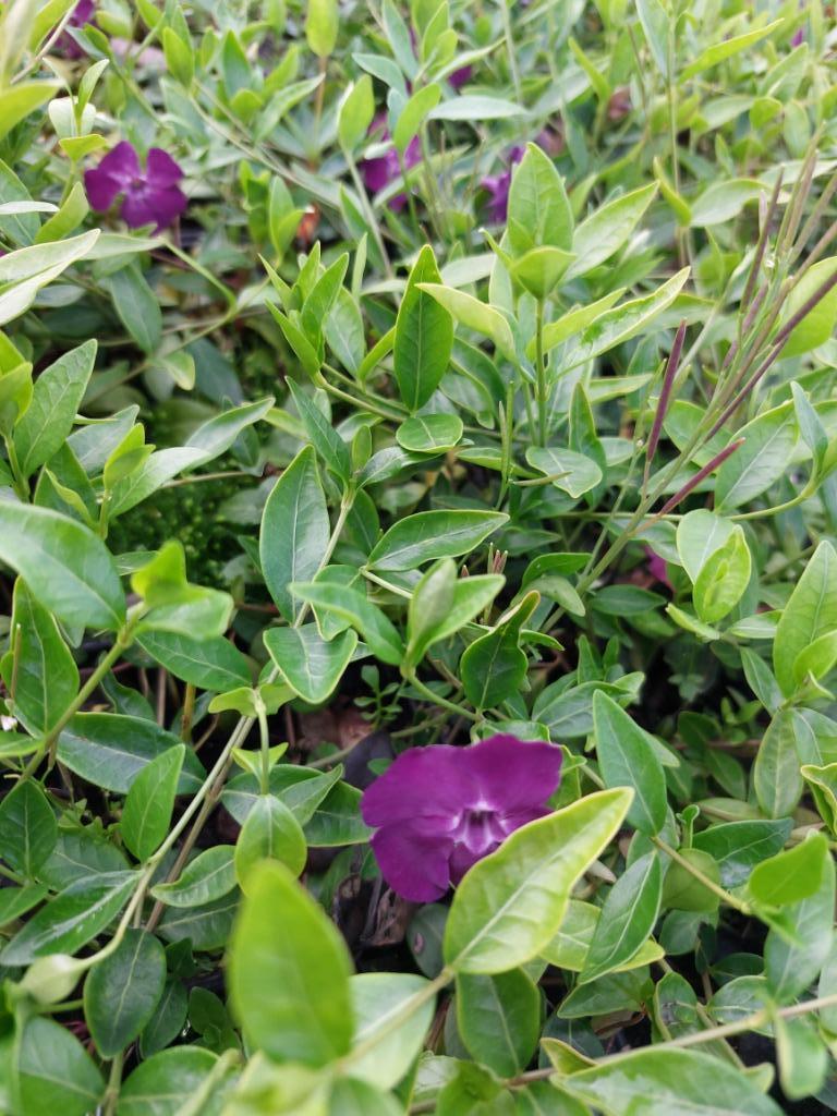 Paarse Maagdenpalm / Vinca Atropurpurea (bodembedekker), Tuin en Terras, Ophalen, Bodembedekkers, Vaste plant, Halfschaduw