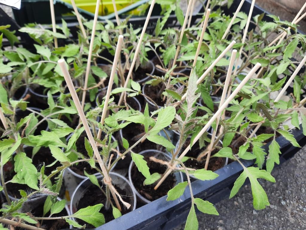 Tomates à repiquer coeur de bœuf et grosse rouge, Jardin & Terrasse, Plantes | Jardin, Enlèvement