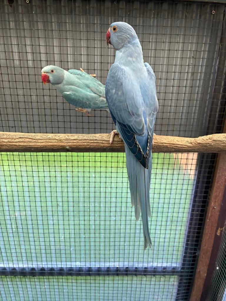 Perruches à collier, Animaux & Accessoires, Plusieurs animaux, Perruche, Bagué