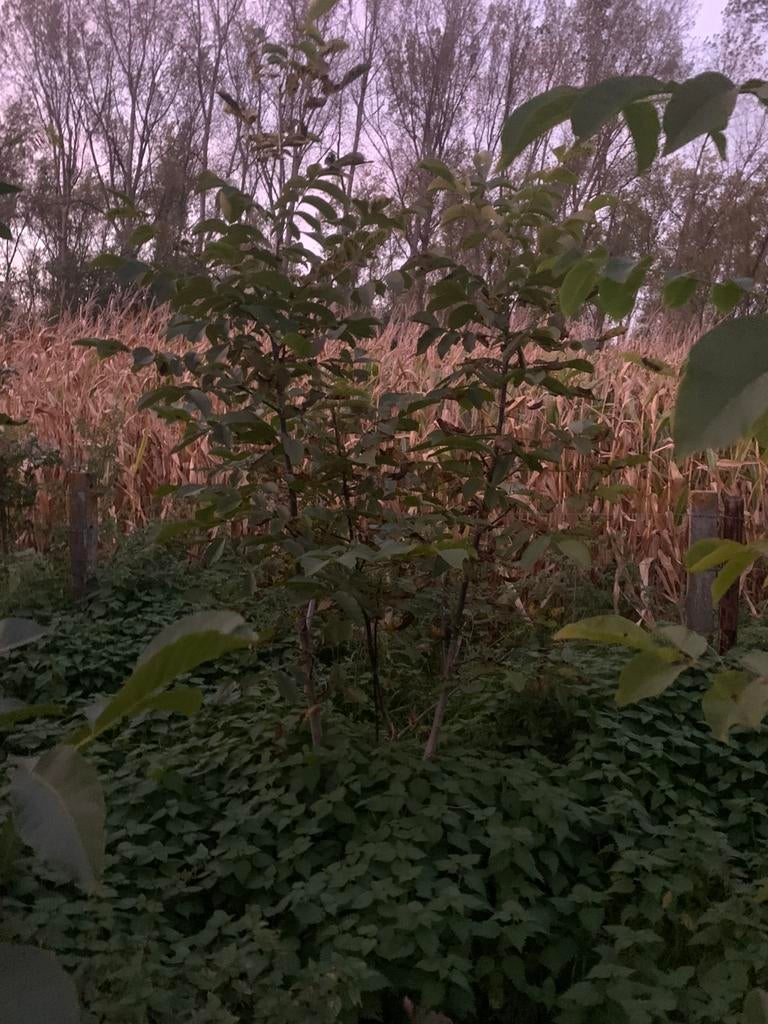 Notenboom te koop 3m blote wortel, Tuin en Terras, Ophalen