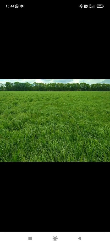 Gras gezocht, Ophalen