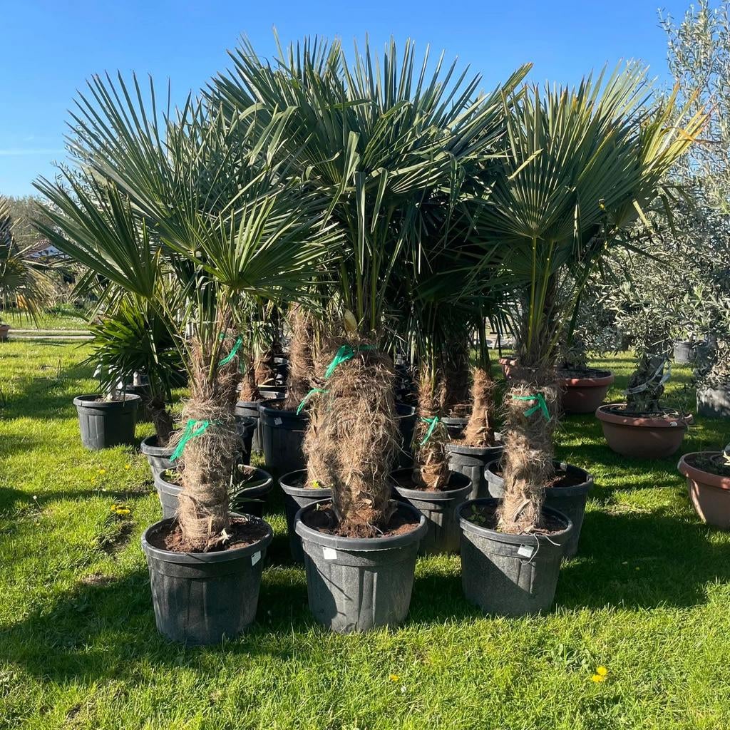 ‼️prachtige palmbomen trachycarpus fortunei ‼️, Tuin en Terras, Ophalen