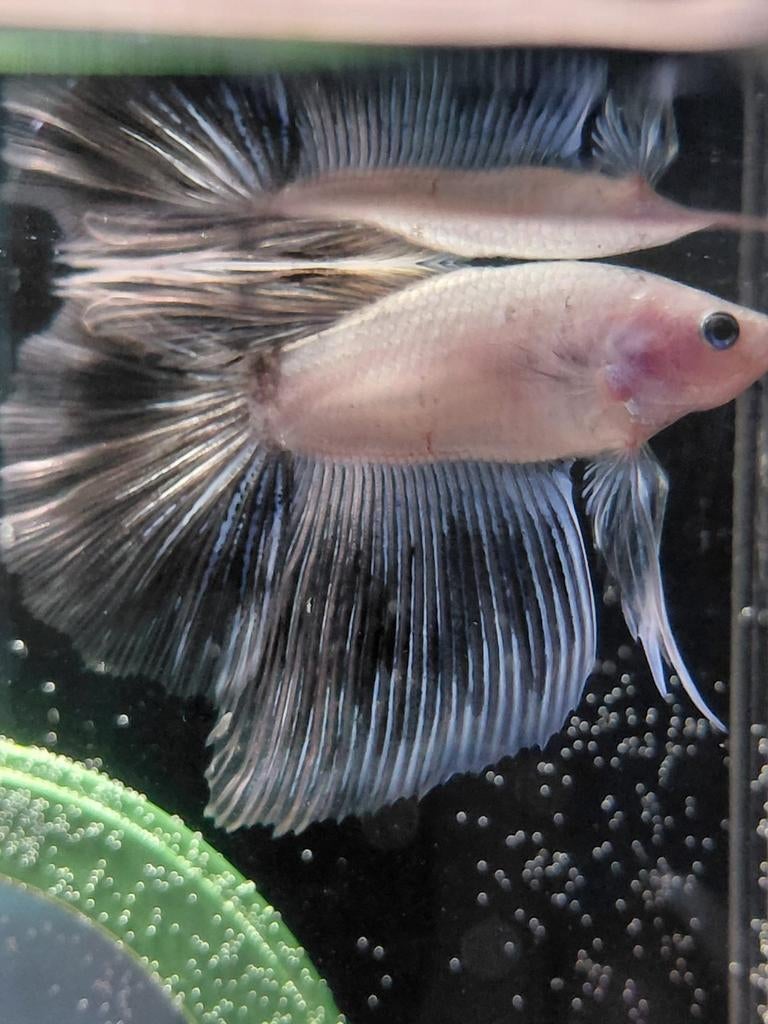 Cellophane marble halfmoon betta man, Dieren en Toebehoren, Vissen | Aquariumvissen, Vis