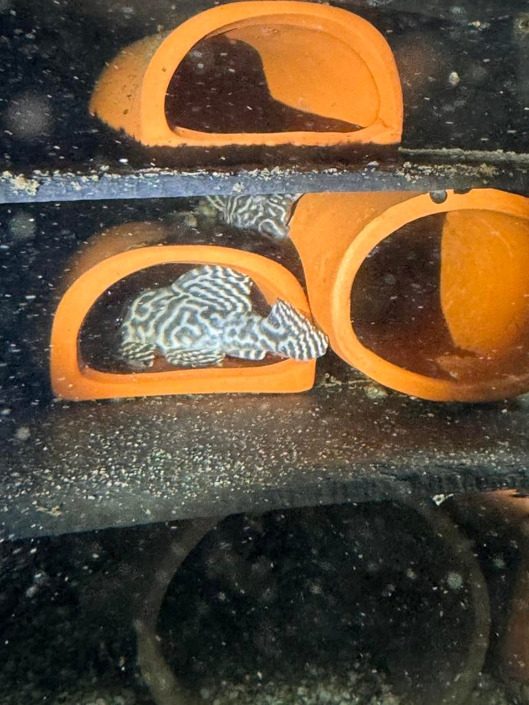 L333 pleco kweekgroep