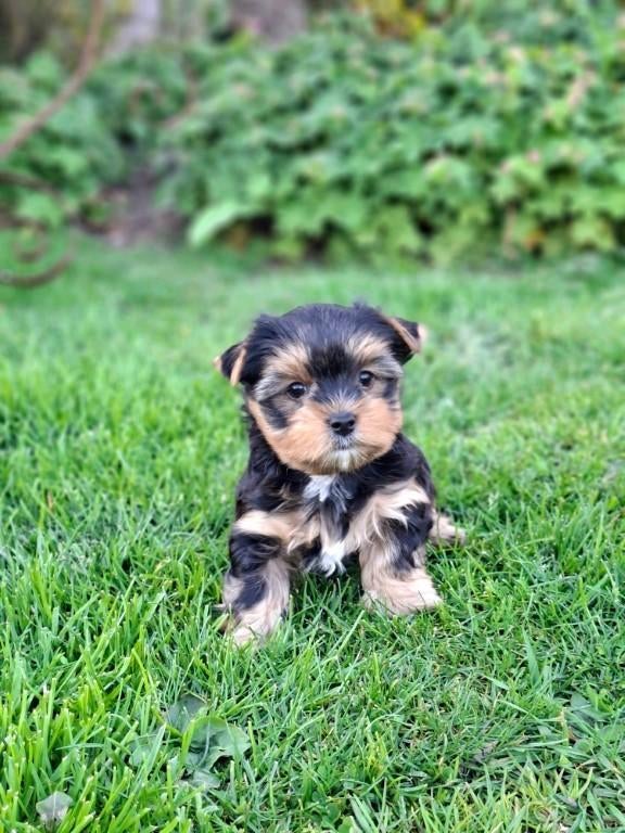 Yorkshire terriër pup reutje, Dieren en Toebehoren, Honden | Jack Russells en Terriërs, België, Fokker | Hobbymatig, Reu, 8 tot 15 weken