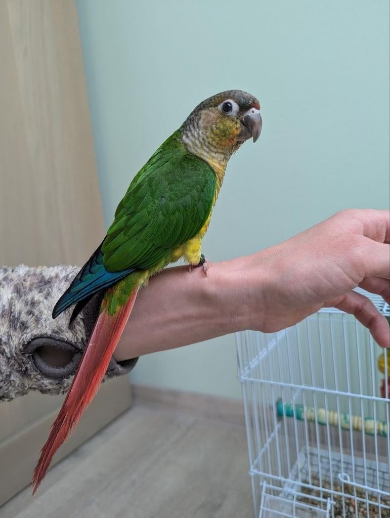 Handtam baby pyrrhura, Dieren en Toebehoren, Vogels | Parkieten en Papegaaien, Geslacht onbekend, Papegaai, Geringd