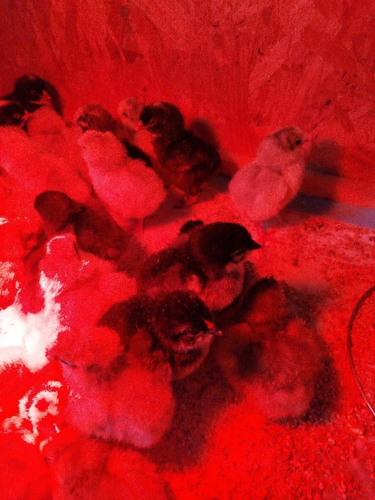 Kuikentjes marans, Dieren en Toebehoren