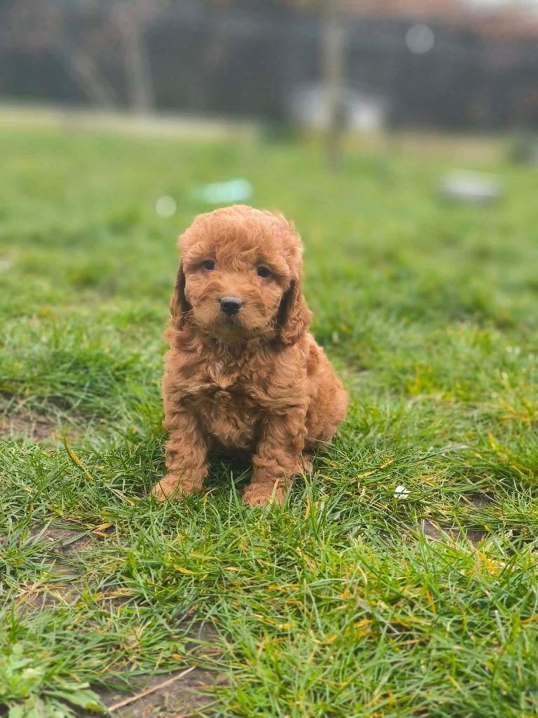 Superbes chiots Cockapoo belges à vendre, Animaux & Accessoires, Chiens | Sans pedigree, Taille moyenne, Plusieurs animaux, Éleveur | Professionnel