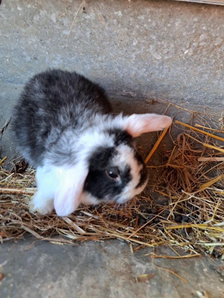 Konijntjes hangoor, Dieren en Toebehoren, Konijnen, Hangoor